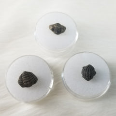 Trilobite Fossils, Acastoides