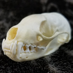 American Pine Marten
