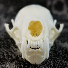 American Pine Marten