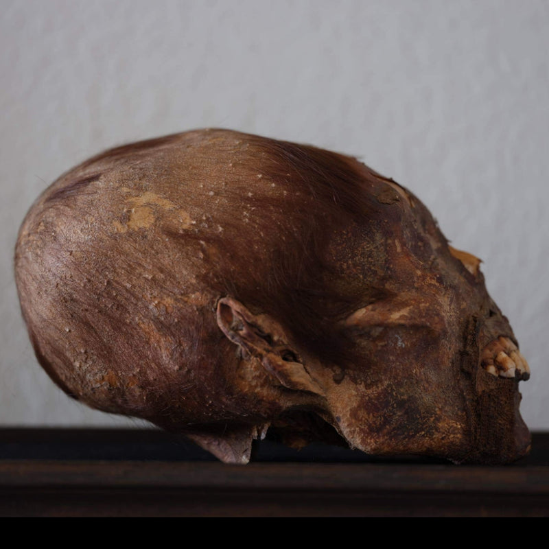 Peruvian Elongated Mummy Skull