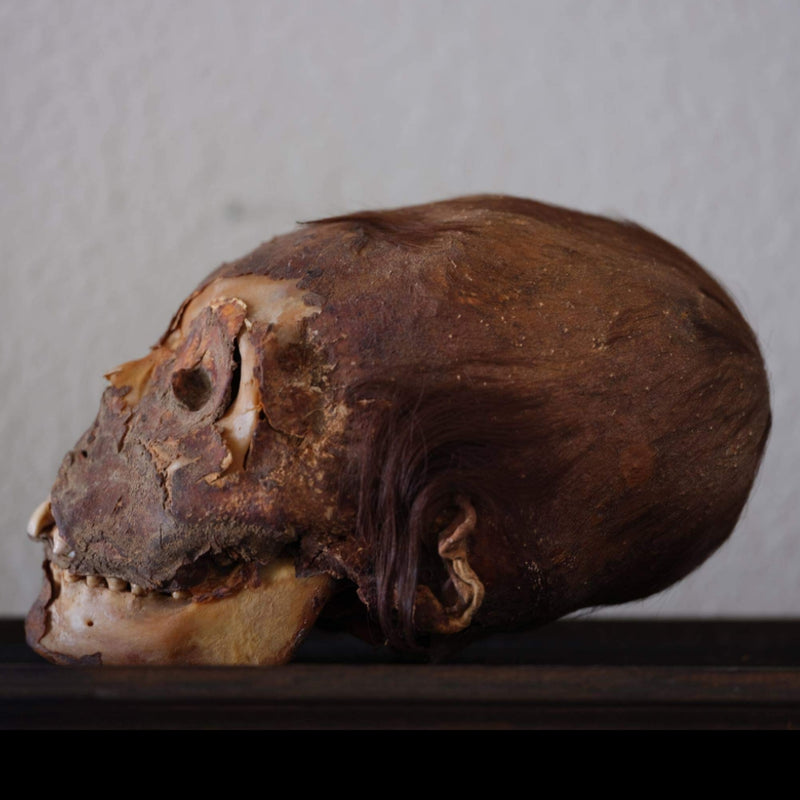 Peruvian Elongated Mummy Skull