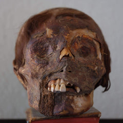 Peruvian Elongated Mummy Skull