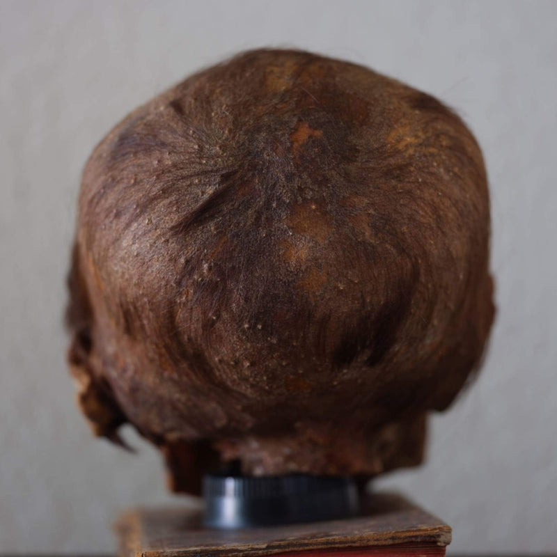 Peruvian Elongated Mummy Skull