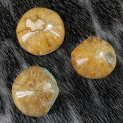 Sand Dollar Fossils, Sea Urchin (SALE)