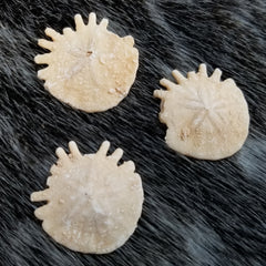 Fingered Sand Dollar Fossils, Pairs (SALE)