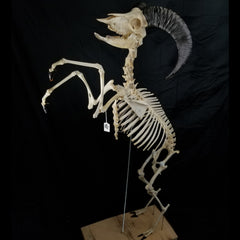 Aoudad Ram Skeleton