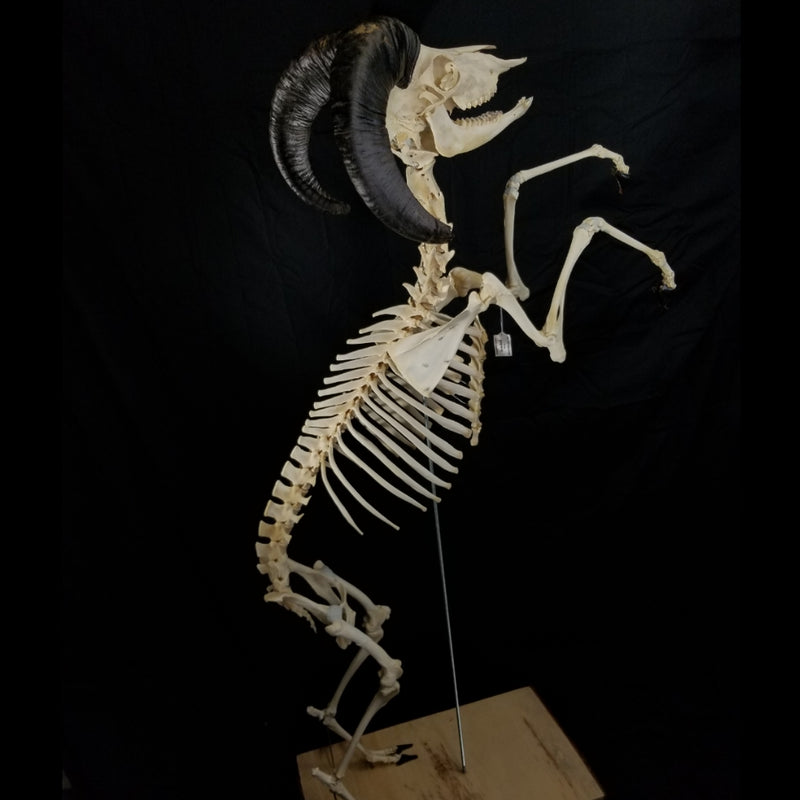 Aoudad Ram Skeleton