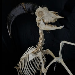 Aoudad Ram Skeleton