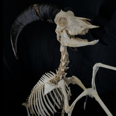 Aoudad Ram Skeleton