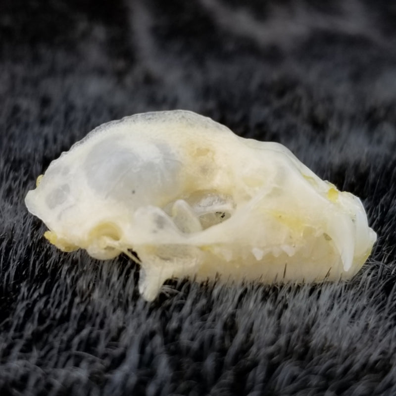 Diadem Leaf-Nosed Bat Skulls
