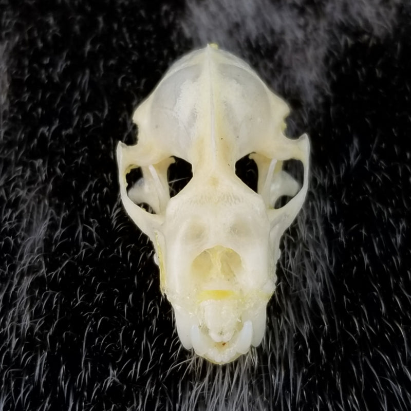 Diadem Leaf-Nosed Bat Skulls