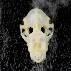 Diadem Leaf-Nosed Bat Skulls