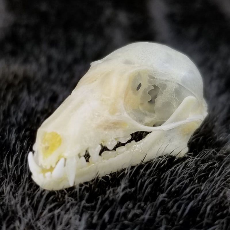Cave Nectar Bat Skulls