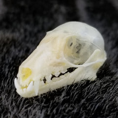 Cave Nectar Bat Skulls