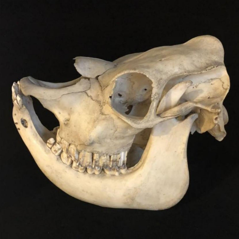 Niata Skull (Extinct Cattle)