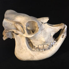 Niata Skull (Extinct Cattle)