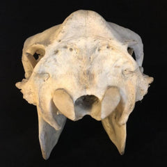 Niata Skull (Extinct Cattle)