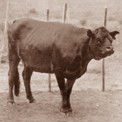 Niata Skull (Extinct Cattle)