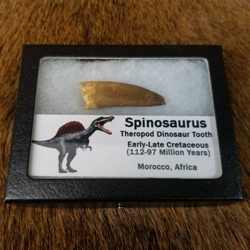 Spinosaurus Dinosaur Teeth, Framed