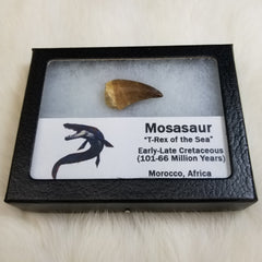 Mosasaur Teeth, Framed