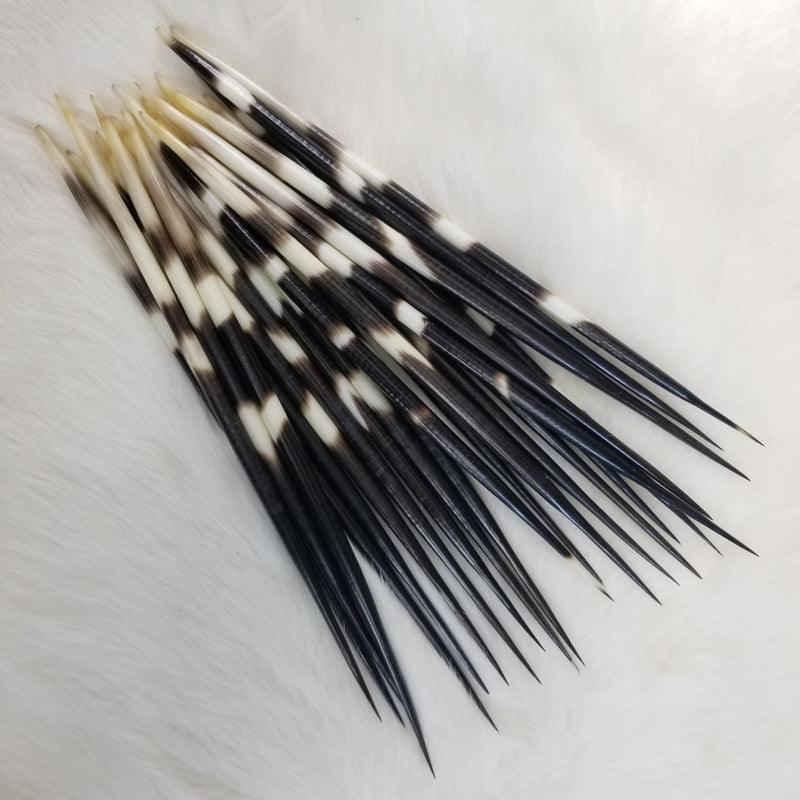 Giant African Porcupine Quill Packs (5)