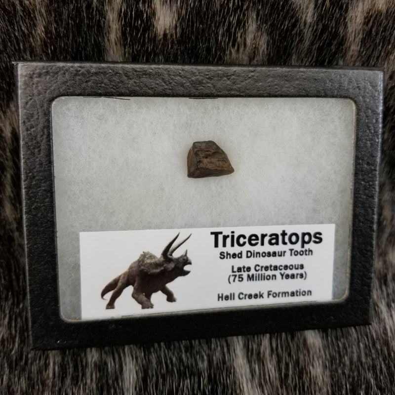 Triceratops Teeth, Framed
