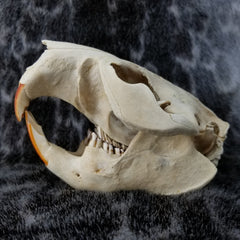 North American Beaver Skulls