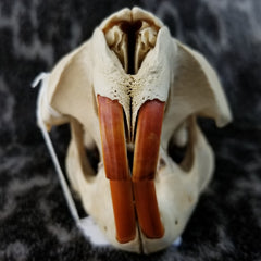 North American Beaver Skulls