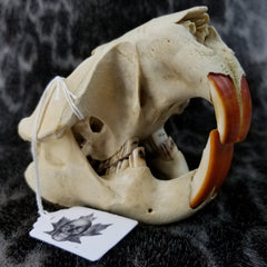 North American Beaver Skulls