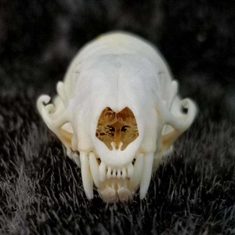 Weasel Skull