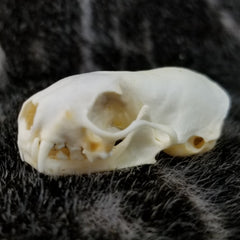 Weasel Skulls