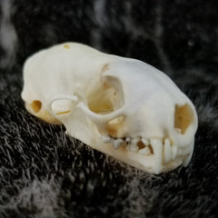 Weasel Skulls