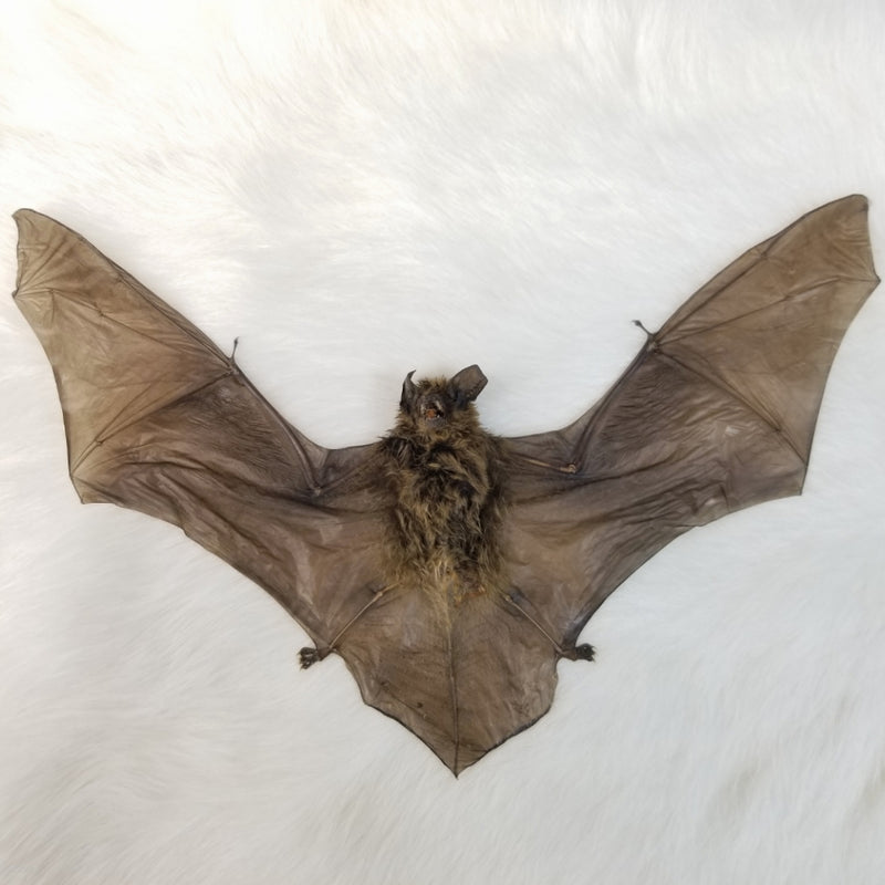 Javan Pipistrelle Bat Taxidermy, Unframed