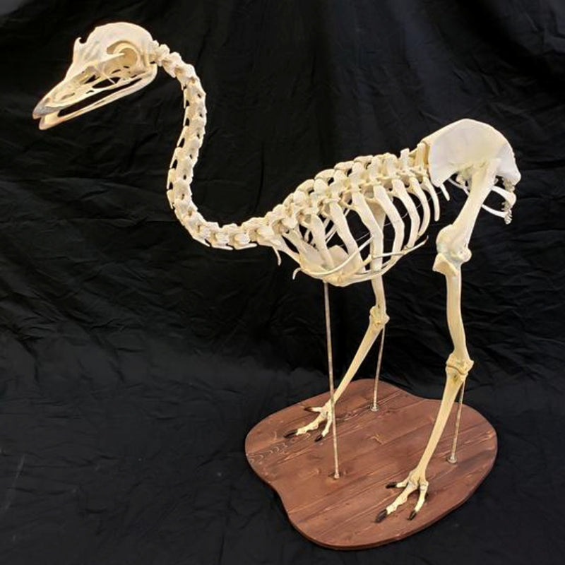 Emu Skeleton (SALE)