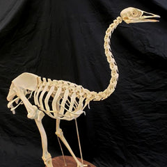 Emu Skeleton (SALE)