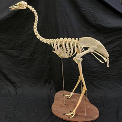 Emu Skeleton (SALE)