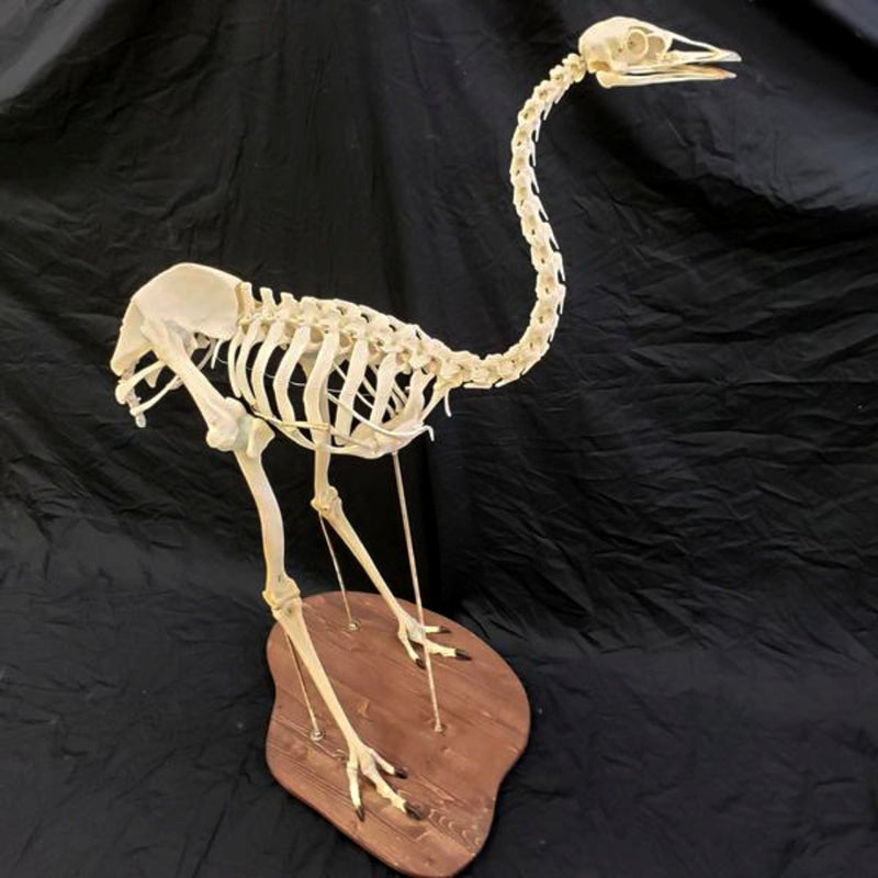 Emu Skeleton (SALE)
