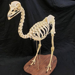 Emu Skeleton (SALE)
