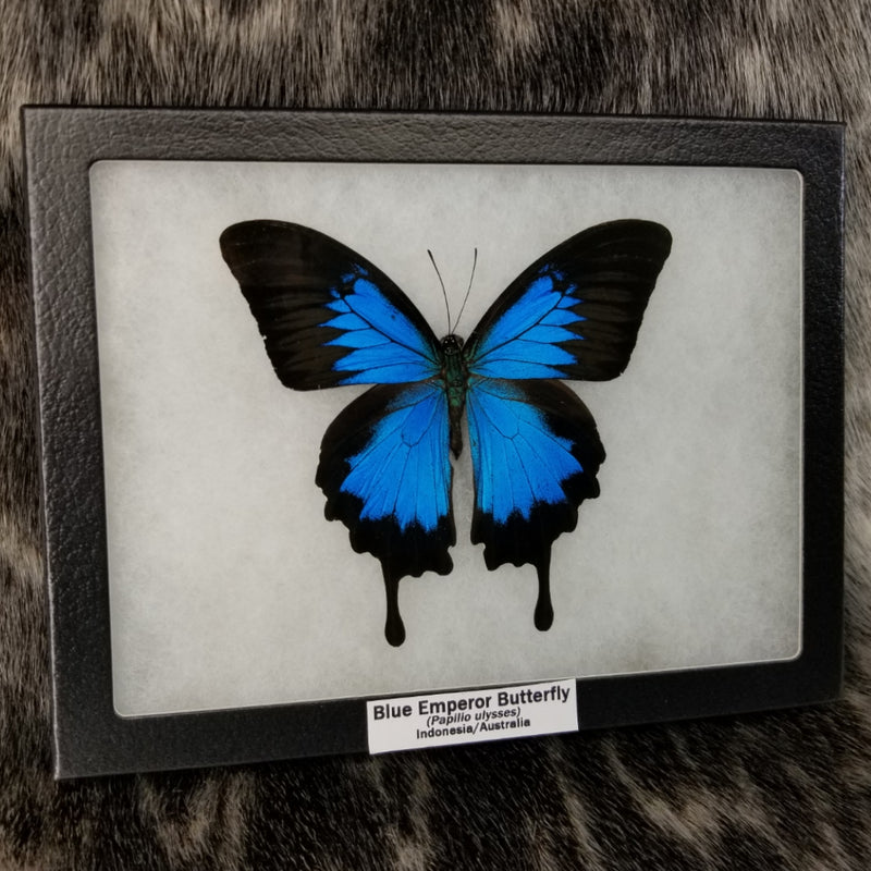 Blue Emperor Butterfly (SALE)