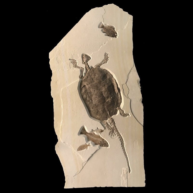 RARE Chisternon Fossil Turtle Plate, XXL (SALE)