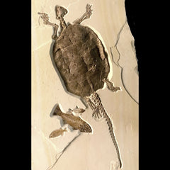 RARE Chisternon Fossil Turtle Plate, XXL (SALE)
