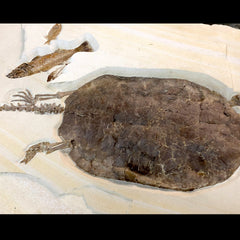 RARE Chisternon Fossil Turtle Plate, XXL (SALE)