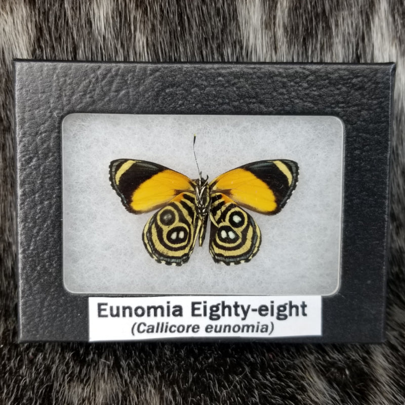 Eunomia Eighty-Eight Butterflies