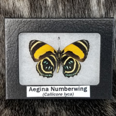 Aegina Numberwing Butterflies
