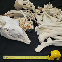Llama Skeleton, Disarticulated A (SALE)