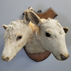 Two Headed Cow Taxidermy, Victorian Era