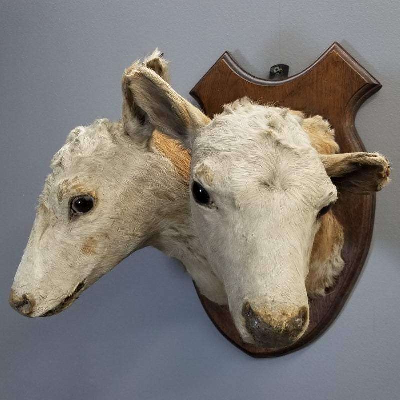 Two Headed Cow Taxidermy, Victorian Era