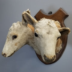 Two Headed Cow Taxidermy, Victorian Era