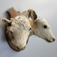 Two Headed Cow Taxidermy, Victorian Era