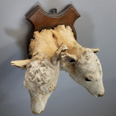 Two Headed Cow Taxidermy, Victorian Era